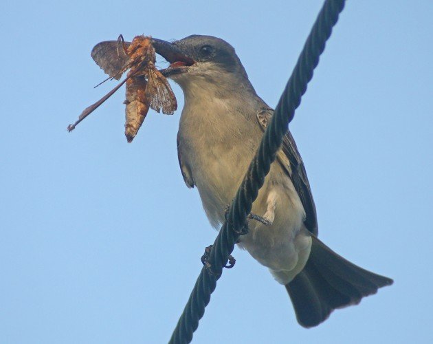 Gray Kingbird