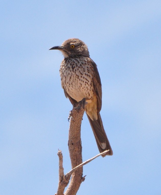 Gray Thrasher looking good