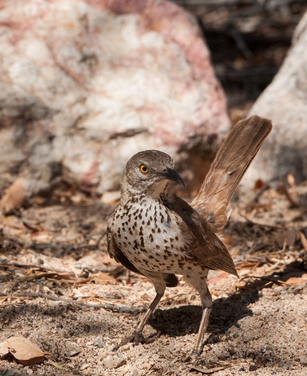 Gray Thrasher cinereum