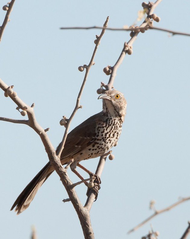 Gray Thrasher perched