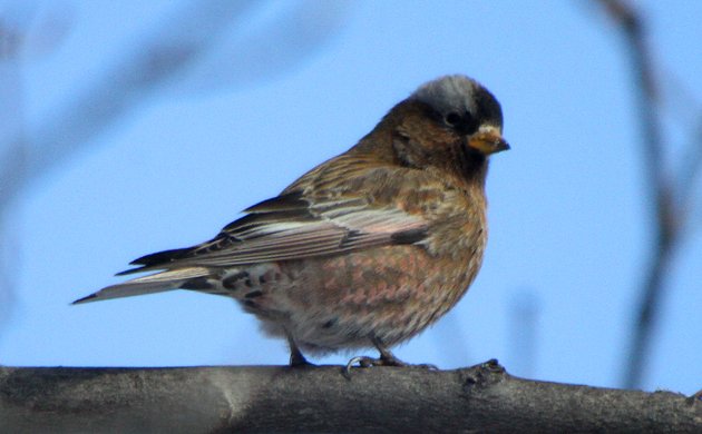 Gray-crowned Rosy Finch