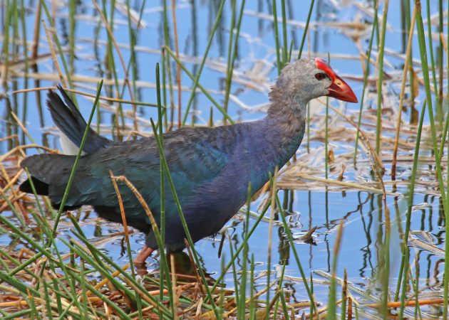 Gray-headed Swamphen