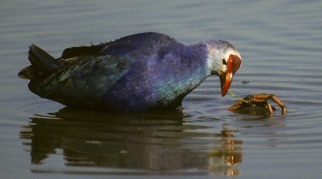 Gray-headed Swamphen (Porphyrio indicus)