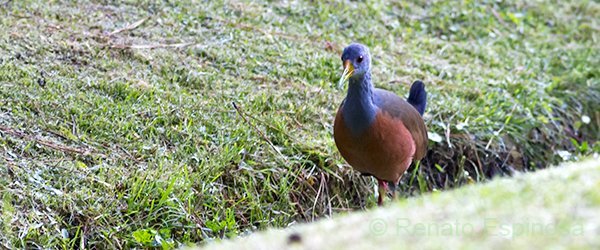 Gray-necked Wood-Rail