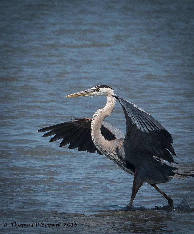 Great Blue Heron (2)