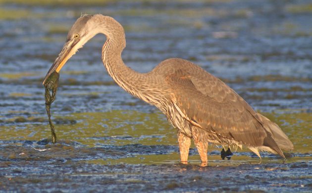 Great Blue Heron as a vegetarian