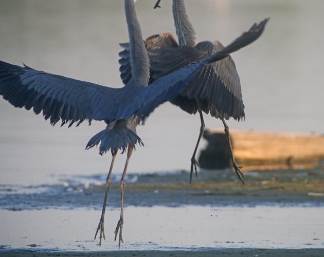 Great Blue Heron attack