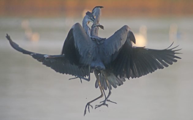Great Blue Heron food fight
