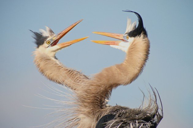 Great Blue Herons