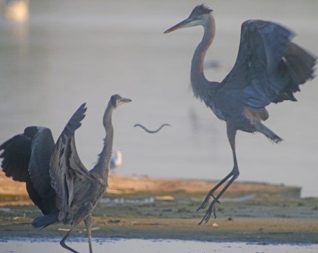 Great Blue Herons throwing food