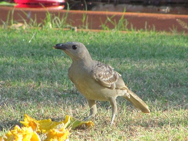 Great Bowerbird (3)