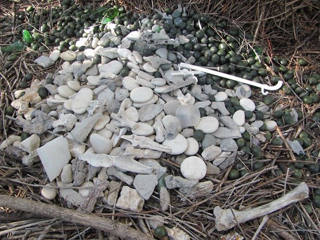 Great Bowerbird bower (11)