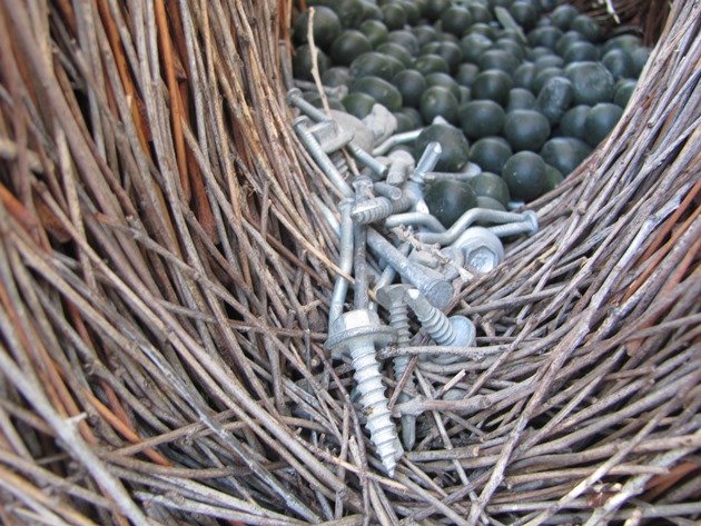 Great Bowerbird bower (14)