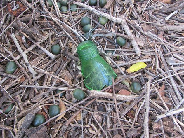 Great Bowerbird bower (19)