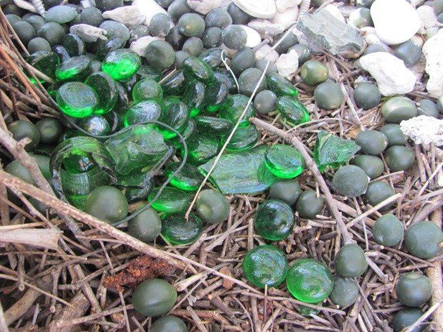 Great Bowerbird bower (20)