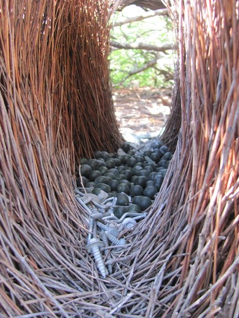 Great Bowerbird bower (2)