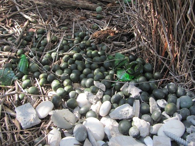 Great Bowerbird bower (3)