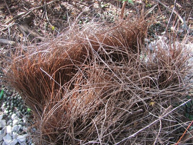 Great Bowerbird bower (5)