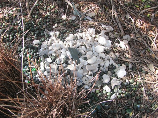 Great Bowerbird bower (6)