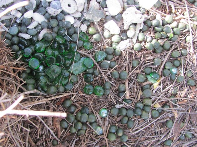 Great Bowerbird bower (9)