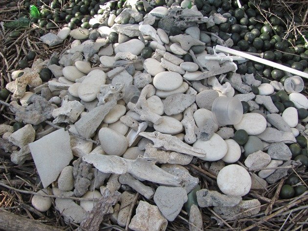 Great Bowerbird bower