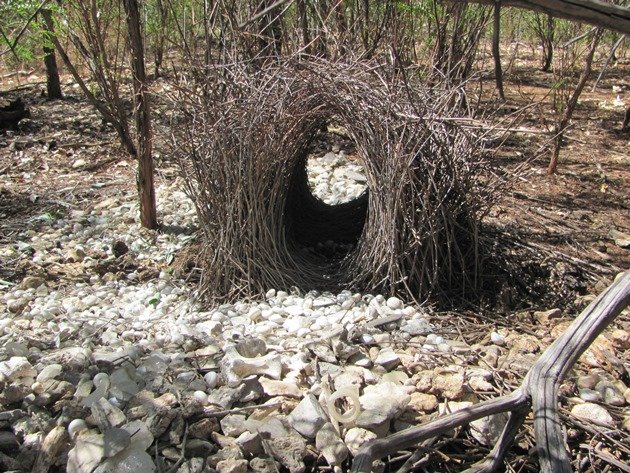 Great Bowerbird bower