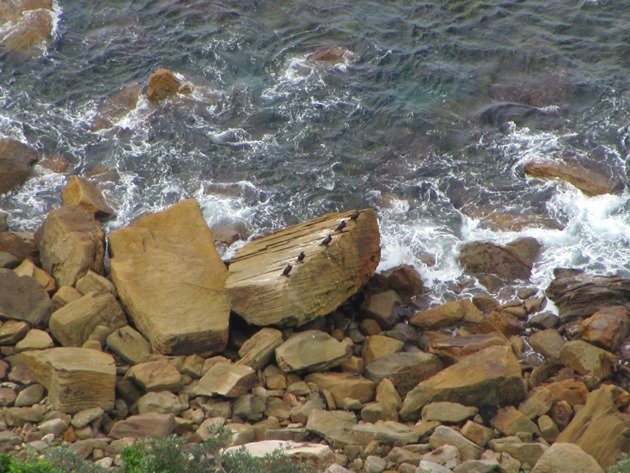 Great Cormorants