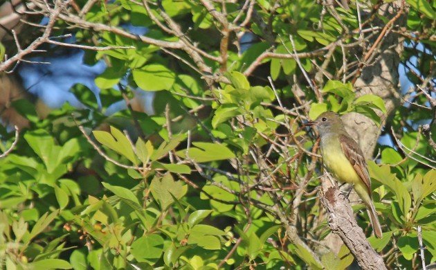 Great Crested Flycatcher