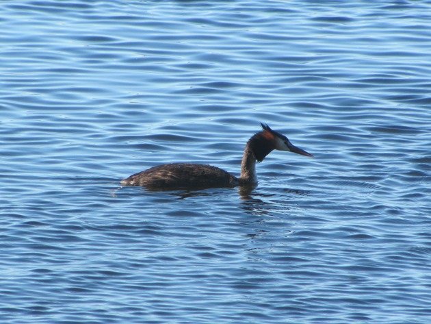 Great Crested Grebe