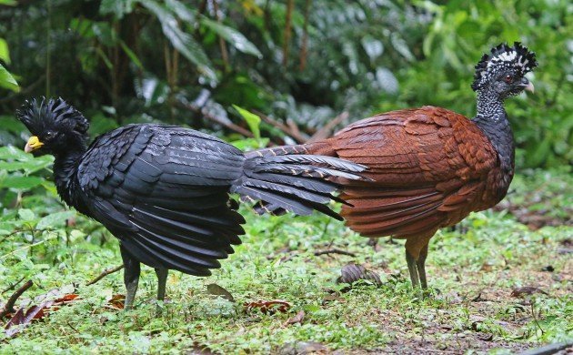 Great Currasow pair