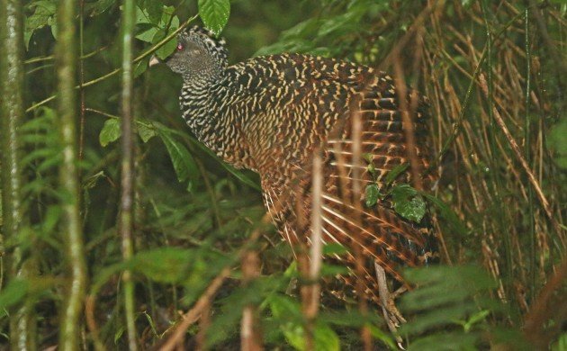 Great Currasow rufous form