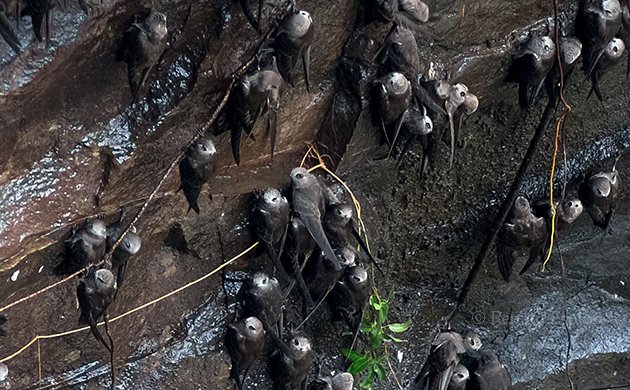 Great Dusky-Swift