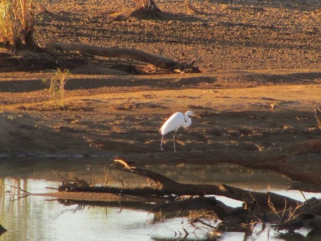 Great Egret