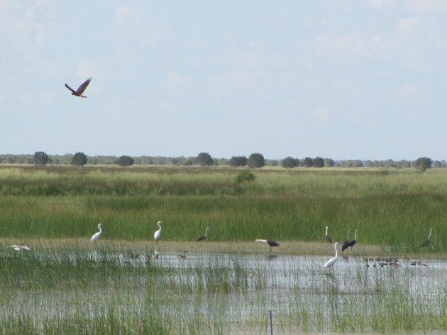 Great Egrets,White-necked Herons, etc.