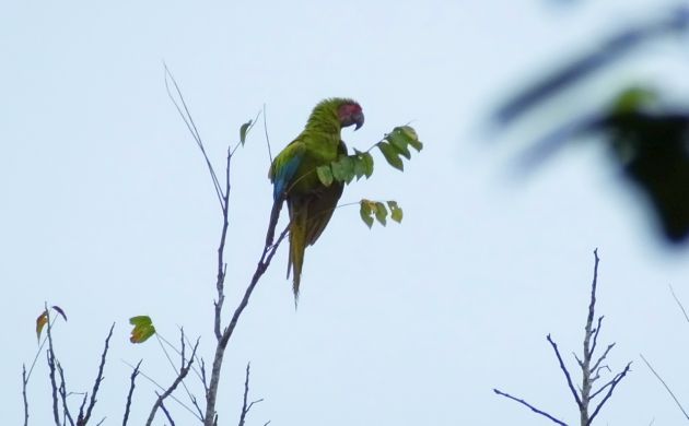 Great Green Macaw