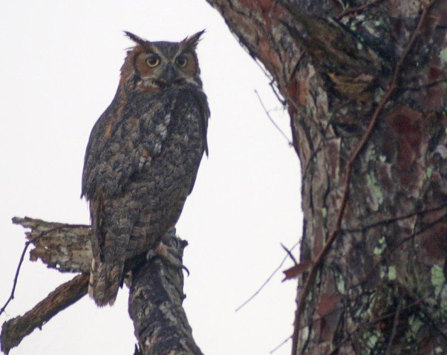 Great Horned Owl perched in plain sight