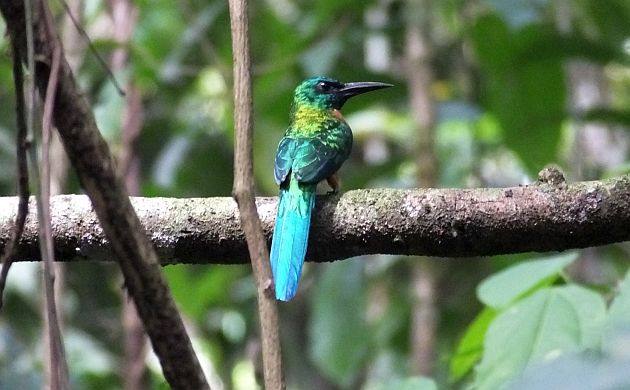 Great Jacamar beak