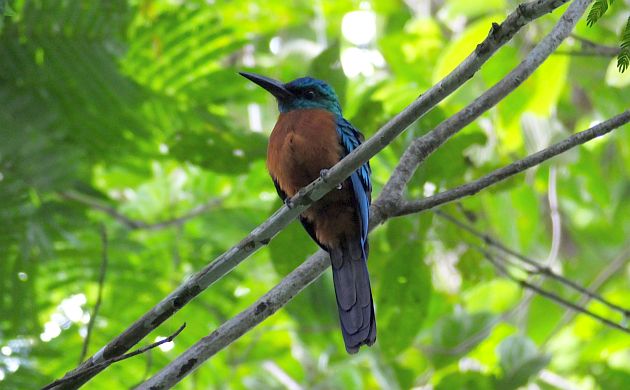 Great Jacamar