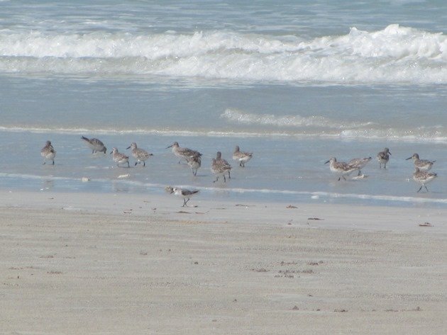 Great Knot & Sanderling