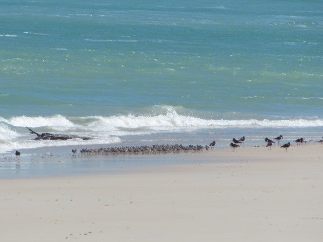 Great Knot and Pied Oystercatchers