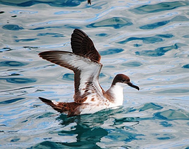 Great Shearwater