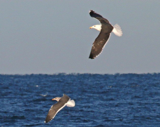 Greater Black-backed Gull and Lesser Black-backed Gull