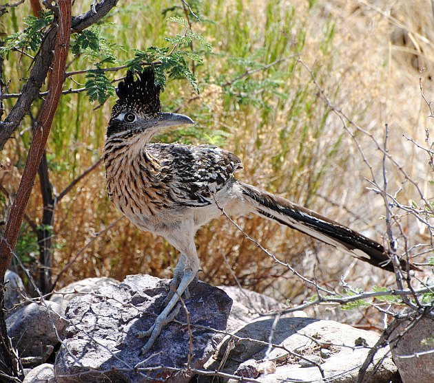 Greater Roadrunner