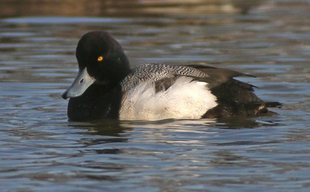 Greater Scaup