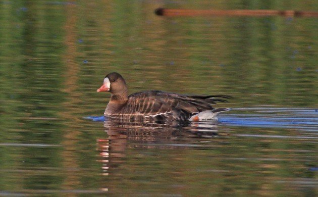 Greater White-fronted Goose