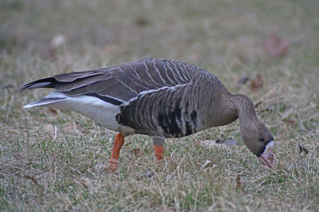 Greater White-fronted Goose in Queens