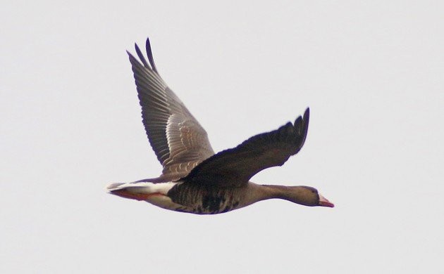 Greater White-fronted Goose in flight