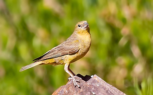 Greater-Yellow-Finch_008511