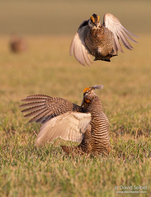 GreaterPrairie-Chicken_Seibel_2011-04-13_5577REZ