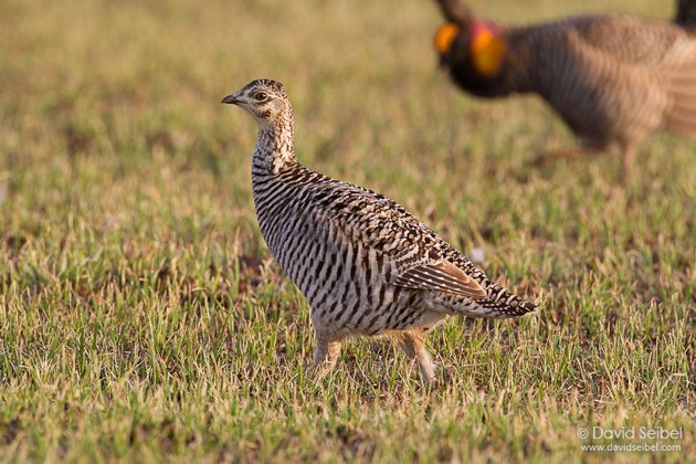 GreaterPrairie-Chicken_Seibel_2011-04-13_5704REZ